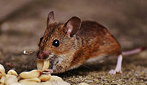 24 Hour & Emergency Exterminators in St Clairsville, PA